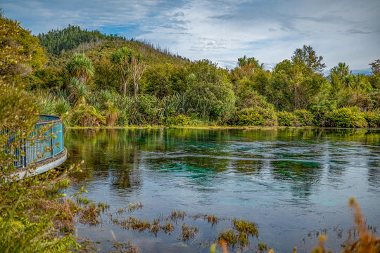 Te Waikoropupū Springs, Pupu Springs, Takaka, Golden Bay, S&uuml;dinsel, Neuseeland, glasklares Quellbecken mit Cordyline australis und Phormium tenax, Aussichtsplattform, Naturreservat