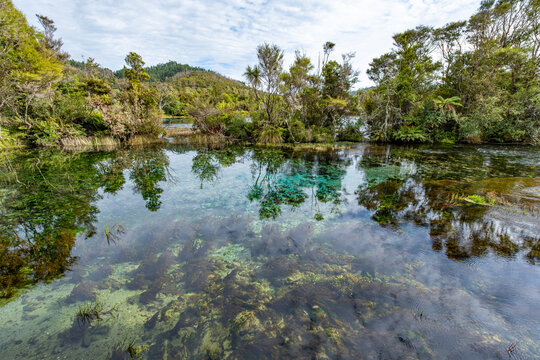 Te Waikoropupū Springs, Pupu Springs, Takaka, Golden Bay, S&uuml;dinsel, Neuseeland, glasklares Quellbecken mit Cordyline australis und Phormium tenax, Aussichtsplattform, Naturreservat