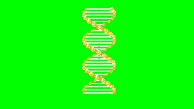 Animated 3D DNA Double Helix Rotating on Green Screen Background.