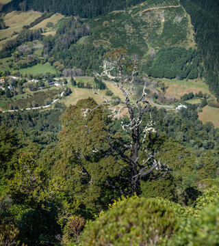 Hawkes Lookout, Takaka Hill Walkway, Tasman District, S&uuml;dinsel, Neuseeland, Blick auf das Riwaka Tal, Fuscospora solandri mit Usnea Flechten, S&uuml;dbuche, Kahurangi Nationalpark