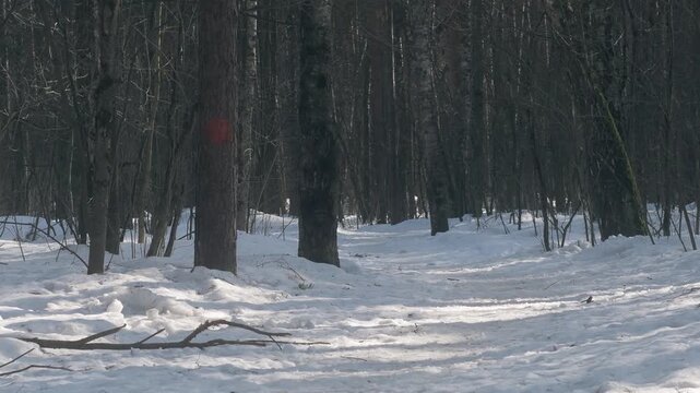 A road covered in packed snow in a winter forest. An empty road between bare tree trunks.