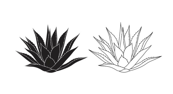 Vector illustration of set of agave plant icons, vector illustration on a transparent background
