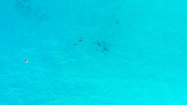 Swimmer snorkeling alongside a pod of wild dolphins in crystal-clear tropical waters. The overhead perspective captures a rare and unforgettable wildlife encounter as the dolphins glide gracefully thr