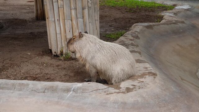 An Amazonian Capybara, locally known as a Ronsoco. The Capybara are the largest living rodents on Earth. Located in the "Parque de las leyendas" zoo in San Miguel district of Lima, Peru.