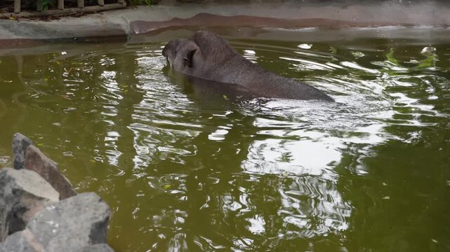 An Amazonian Tapir swimming inside its enclosure. It dives up for air then dives back underwater and keeps swimming. Located in "Parque de las leyendas" zoo in San Miguel district of Lima, Peru.