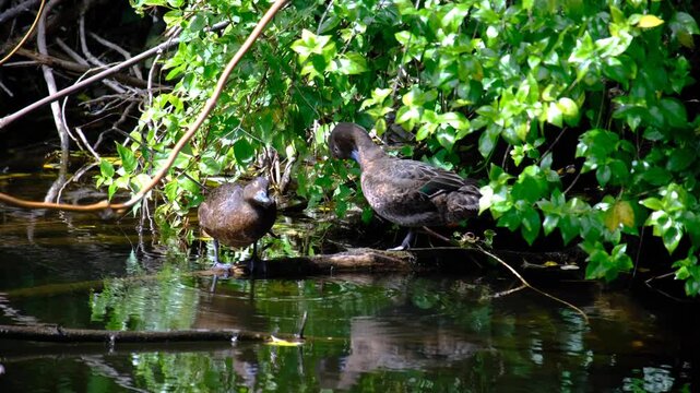 Rare pāteke brown teal dabbing ducks at lake wetlands in Wellington, New Zealand Aotearoa