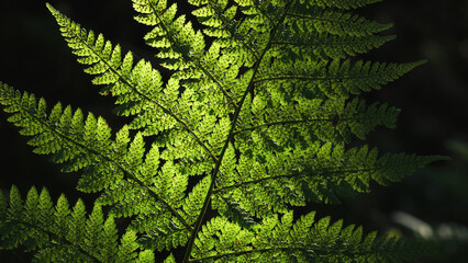LANDSCAPES OF NATURE - Forest fern in the sunlight © Wojciech Wrzesień
