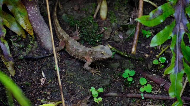 Young Tuatara reptile with spiny peaks on back on forest floor outside burrow home in Wellington, New Zealand Aotearoa