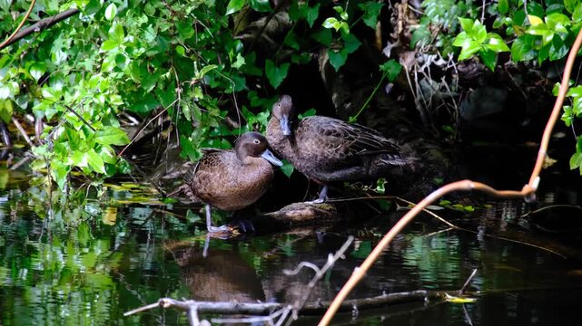 Pair of Pateke brown teal dabbing ducks endemic to New Zealand Aotearoa in lake wetlands environment in Wellington NZ