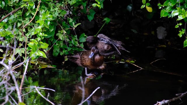 Pāteke brown teal dabbing ducks grooming cleaning feathers at lake in Wellington, New Zealand Aotearoa