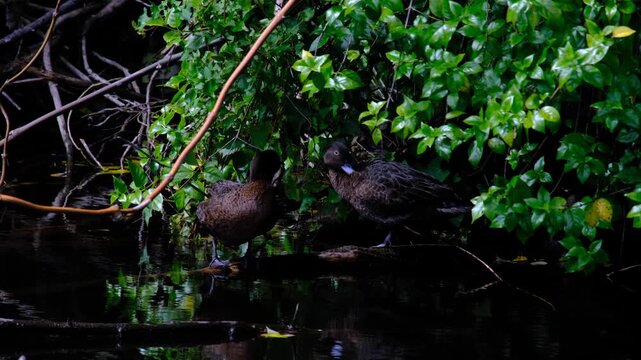 Pair of Pateke brown teal dabbing ducks grooming feathers on submerged tree branch in lake in Wellington New Zealand Aotearoa