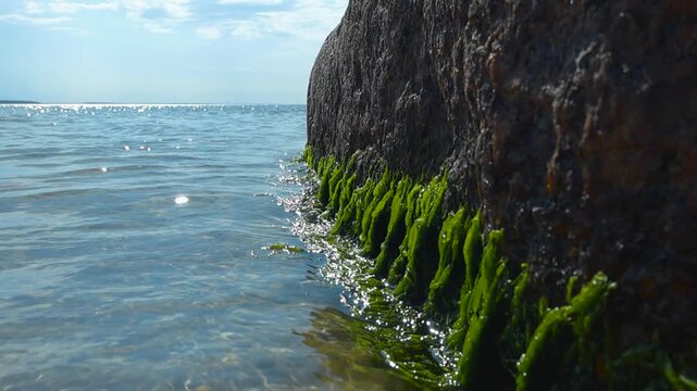 Close up view of gentle sea waves lapping against a large coastal rock covered with vibrant green seaweed on a sunny day, with the sparkling ocean horizon in the background