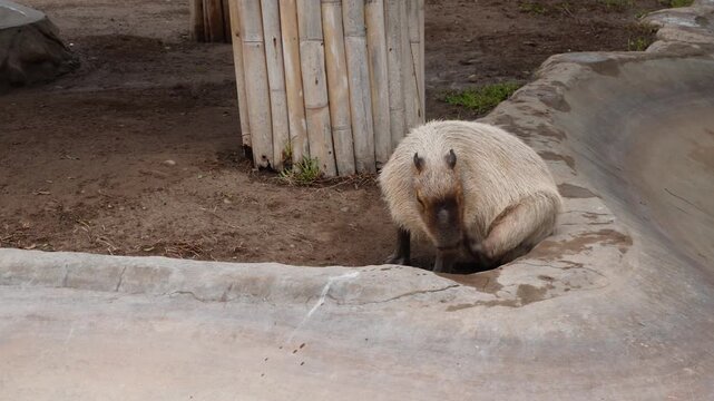 An Amazonian Capybara scratching an itch with its foot. Camera slowly pans right as the rodent finishes scratching itself then back to relaxing. Located in "Parque de las leyendas" zoo in Lima, Peru.