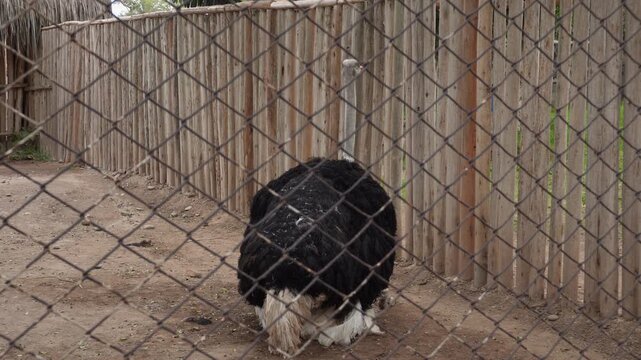 An ostrich behind a fence inside its enclosure sitting down facing away from the camera. Located in "Parque de las leyendas" Zoo in San Miguel district of Lima, Peru.