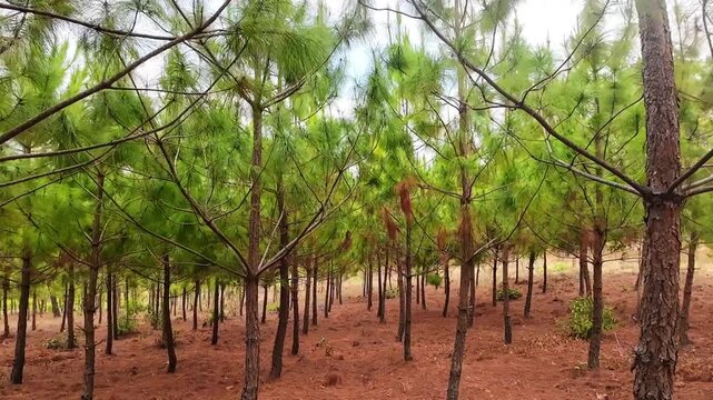 Young pine trees form orderly rows across a slope of Michiru Mountain near Blantyre, Malawi, creating a structured plantation landscape.