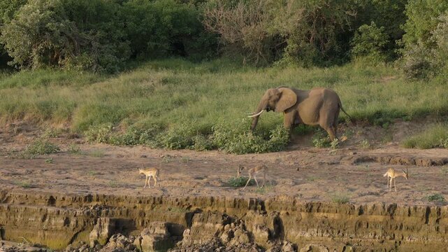 Impala frolic on eroded riverbank as lone elephant eats foliage behind