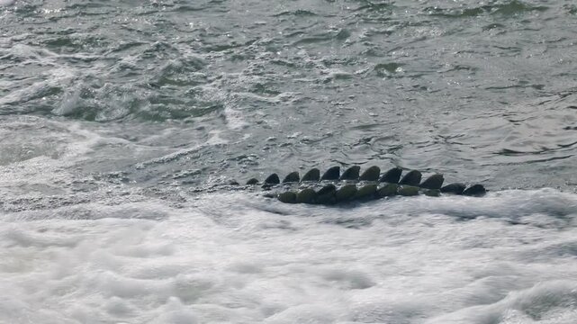 Bony osteoderms on crocodile tail as croc lies in whitewater river