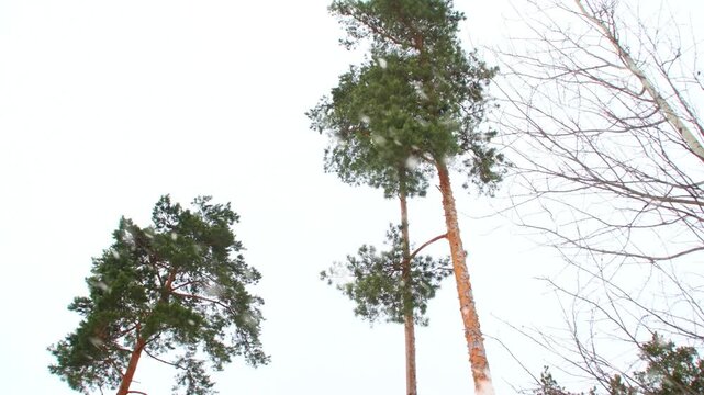 The tops of tall pine trees against a cloudy sky. View of the trees from the bottom up. Summer nature background with empty space for credits.