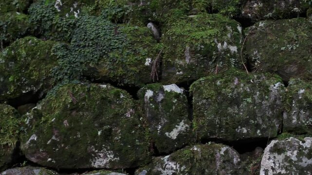 苔むした石垣