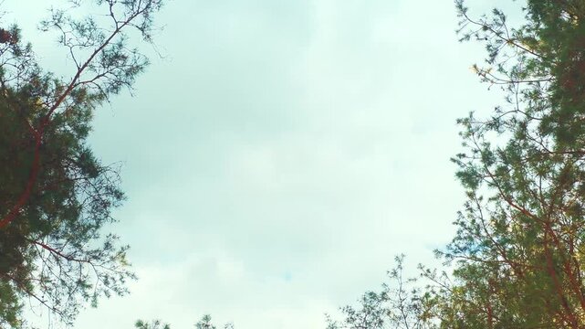 A bottom-up view of the forest treetops. The treetops are set against a backdrop of clouds. A calm, natural backdrop with a blank space for credits.