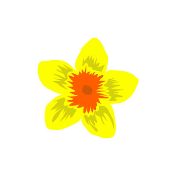 Yellow Daffodil Flower Vector Illustration Isolated on White Background