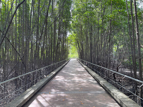 Mangrove Nature Trail at Saphan Hin Park, Phuket Thailand