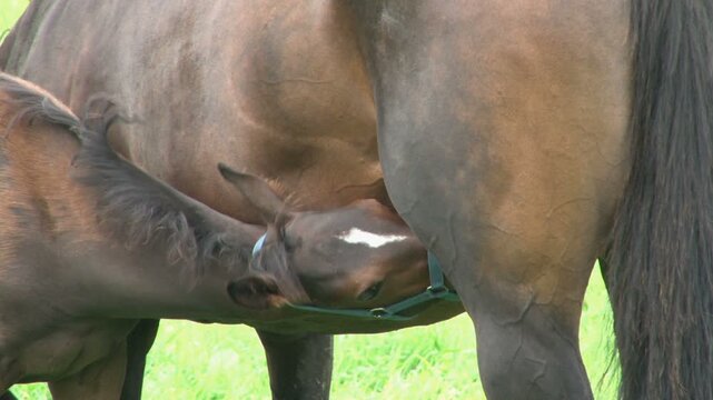 授乳する馬の親子