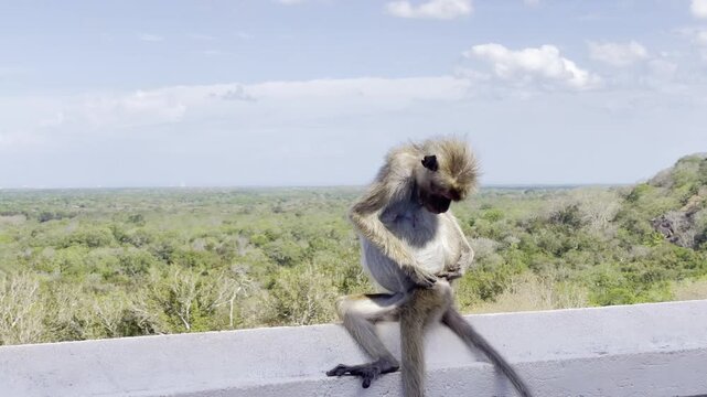 Gray Langur Monkey Grooming on Viewpoint Wall  Wildlife Nature Stock Video