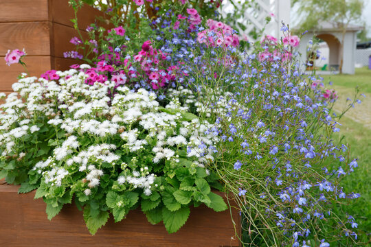 Blooming colorful flowers in wooden planter container. Beautiful summer garden decoration with ageratum phlox lobelia blossoms. Decorative floral patio landscaping design close up view.