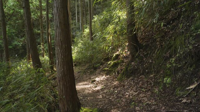 高野参詣道 京大坂道「不動坂」和歌山県高野町 Koyasan Pilgrimage Route: Kyo-Osaka-michi "Fudozaka" (Fudo Slope), Koya Town, Wakayama, Japan