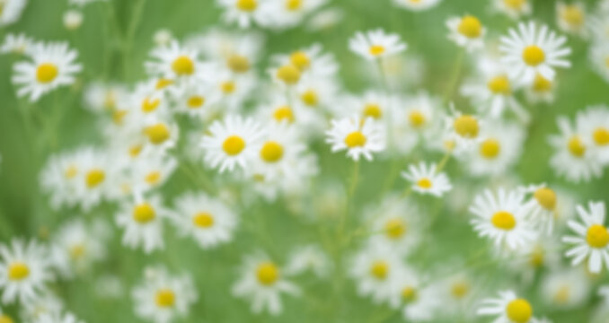 Blurred abstract background with field daisies, romantic floral background
