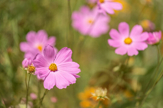 Purple pink cosmos flowers on a beautiful blurred background in a meadow, selective focus