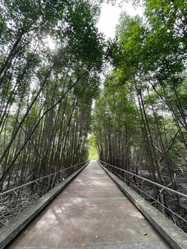 Mangrove Nature Trail at Saphan Hin Park, Phuket Thailand