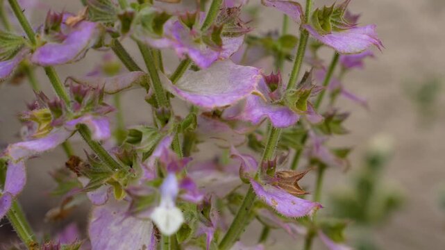 4K Handheld Closeup Gentle Pan Purple White Wildflowers Blooming Outdoor Nature Meadow Botanical Close Up Botanical Growth