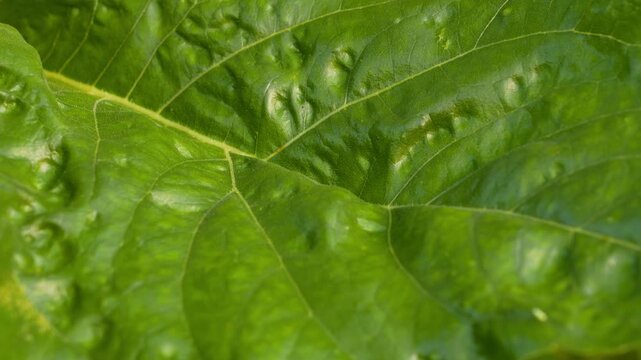Macro Shot of Vibrant Green Leaf Surface Detail with Visible Veins Natural Organic Texture 4K Loopable Footage.