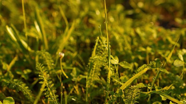 Close-up 4K Swaying Green Grass Gentle Breeze Warm Sunlight Dew Drops Tiny White Flower Natural Texture