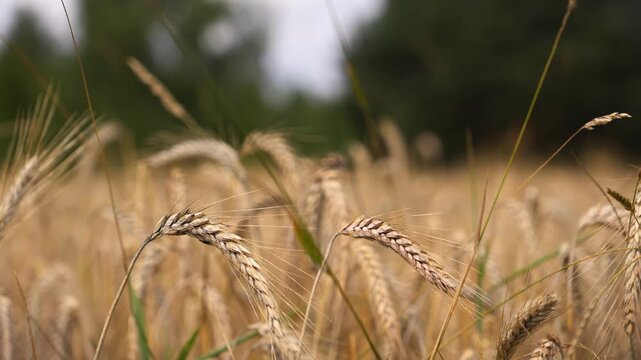 Golden Wheat Stalks Sway Gently in Breeze close-up 4K Harvest Field Agriculture Motion