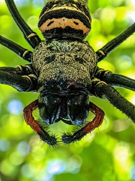 Extreme macro head of orb weaver