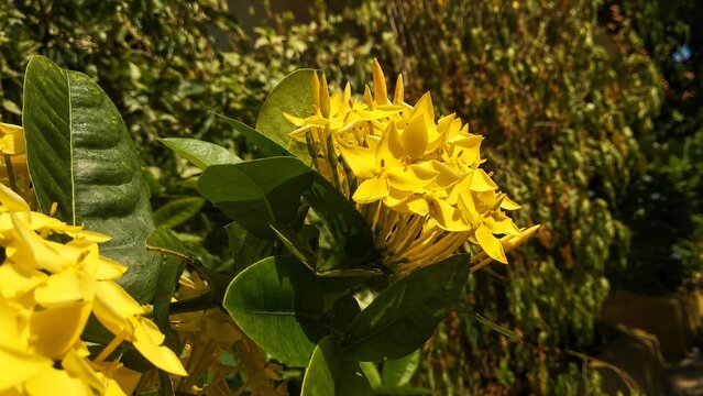 Yellow ixora asoka flowers blooming outdoor
