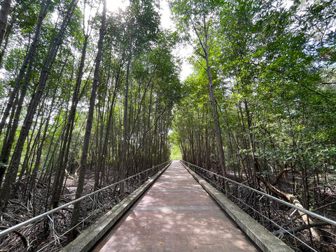 Mangrove Nature Trail at Saphan Hin Park, Phuket Thailand