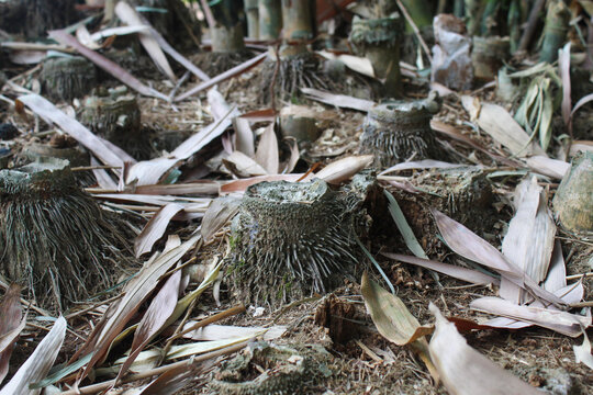 The stump of a felled bamboo clump with roots and dry leaves scattered on the ground