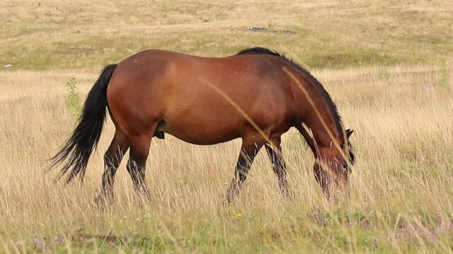 Brown horse slowly grazing across a dry grassy meadow in peaceful countryside. Natural equine behavior in a rural pasture with warm light, open landscape and authentic agricultural setting.