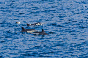 3 common dolphins and a seagull in the Atlantic ocean in front the coast of Funchal, Madeira.  © Joost