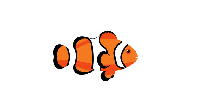 Orange clown fish swimming alone.