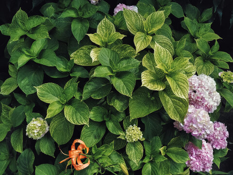 Fresh green hydrangea leaves and flowers photographed close-up in the garden. Natural background, summertime.