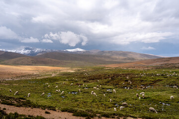 Fototapeta premium White Alpacas Grazing in the Peruvian Highlands Surrounded by Mountains