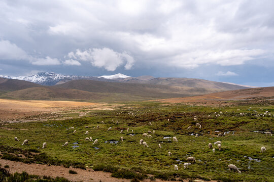 White Alpacas Grazing in the Peruvian Highlands Surrounded by Mountains