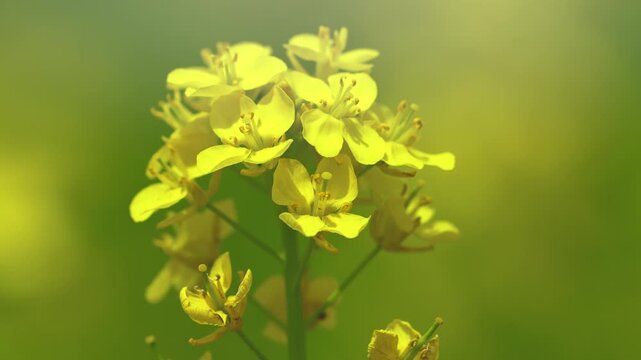 菜の花畑　春イメージ