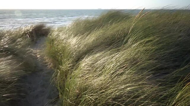 Hirtshals, Denmark A North Sea beach and dune landscape with grasses at sunset.  