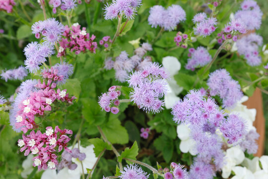 Blue ageratum houstonianum flowers blooming with pink statice. Fresh flossflower plant close up top view. Backyard floral background.